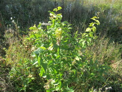 Syringa