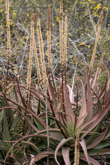 Aloe spicata