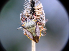 Carpocoris mediterraneus
