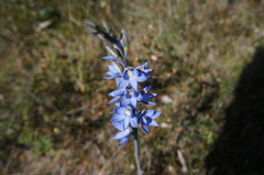 Thelymitra aristata