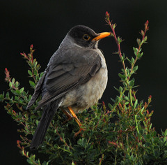 Turdus falcklandii