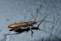 Eburida quadriguttata