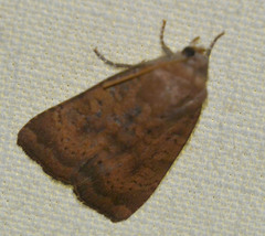 Noctua interjecta