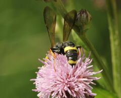 Cerceris rybyensis