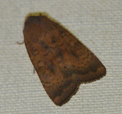 Noctua interjecta