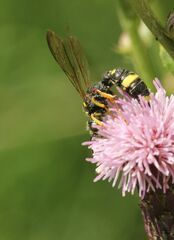 Cerceris rybyensis