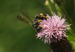 Cerceris rybyensis