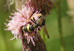 Cerceris rybyensis