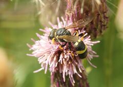 Cerceris rybyensis
