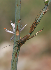 Agapanthia asphodeli