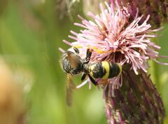 Cerceris rybyensis