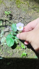 Henckelia anachoreta