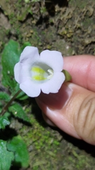 Henckelia anachoreta