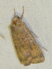 Noctua interjecta