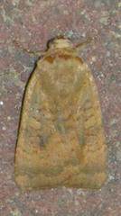 Noctua interjecta