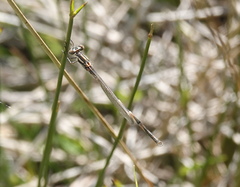 Austrolestes annulosus