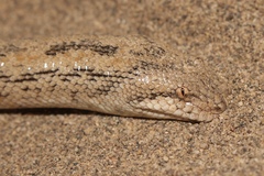 Eryx miliaris