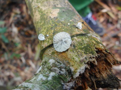 Marasmiellus eberhardtii