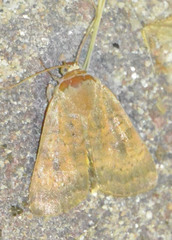 Noctua interjecta