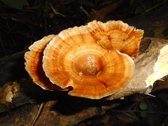 Microporus xanthopus