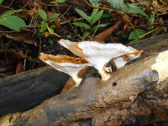 Microporus xanthopus