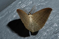 Orthoclydon praefectata