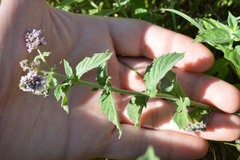 Mentha longifolia