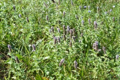 Mentha longifolia
