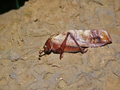 Enochletica ostentatrix