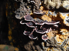 Nigroporus vinosus