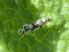 Eupteryx