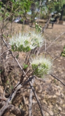 Combretum mossambicense