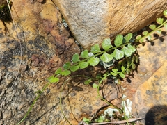 Asplenium flabellifolium