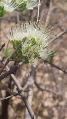 Combretum mossambicense