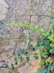 Asplenium flabellifolium