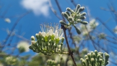 Combretum mossambicense