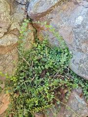 Asplenium flabellifolium