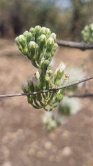 Combretum mossambicense