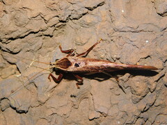 Enochletica ostentatrix