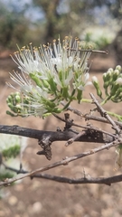Combretum mossambicense