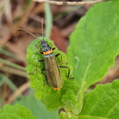 Chauliognathus lugubris