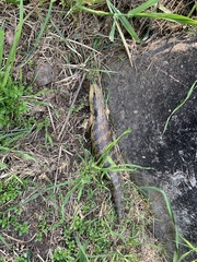 Tiliqua scincoides
