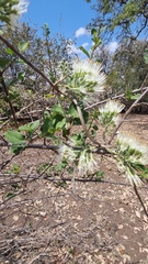Combretum mossambicense