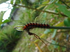 Nyctemera lacticinia