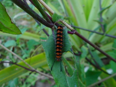 Nyctemera lacticinia