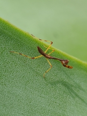 Parastagmatoptera