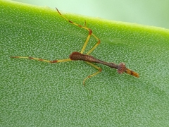 Parastagmatoptera