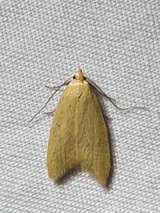 Aeolothapsa