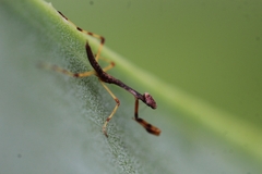 Parastagmatoptera