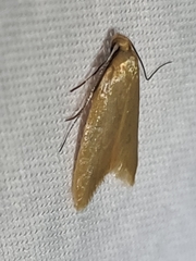 Aeolothapsa
